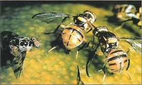 Oriental Fruit Fly California Agriculture