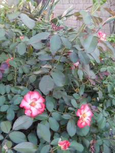 Garden Club Roses 1
