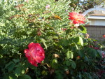 Garden Club Roses 2