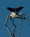 Bird Walk in Rose Canyon