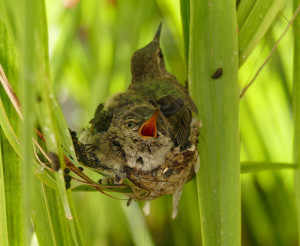 Backyard Hummingbirds