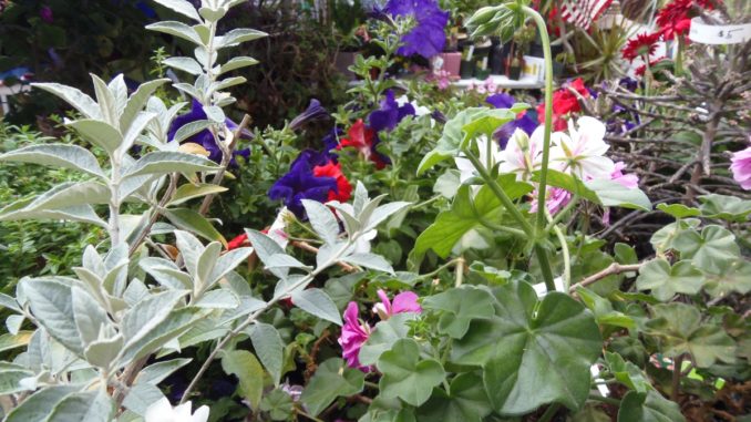 Garden Club 4th Celebration 2015