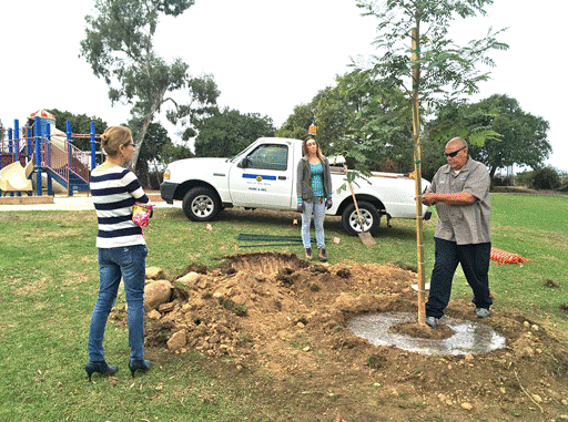 Marcy Park - new tree planting