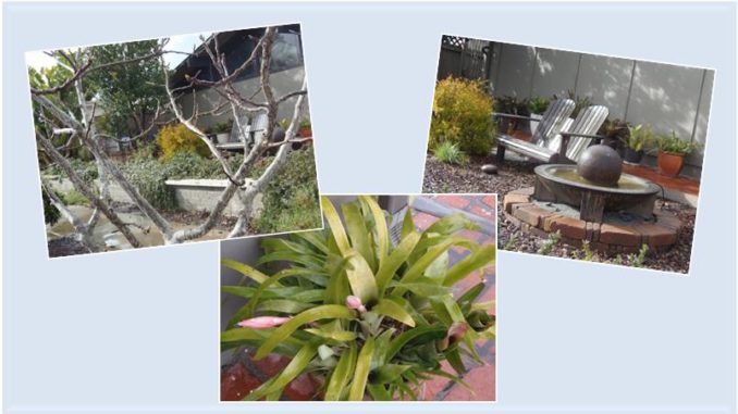UC Garden Club February 23 2019