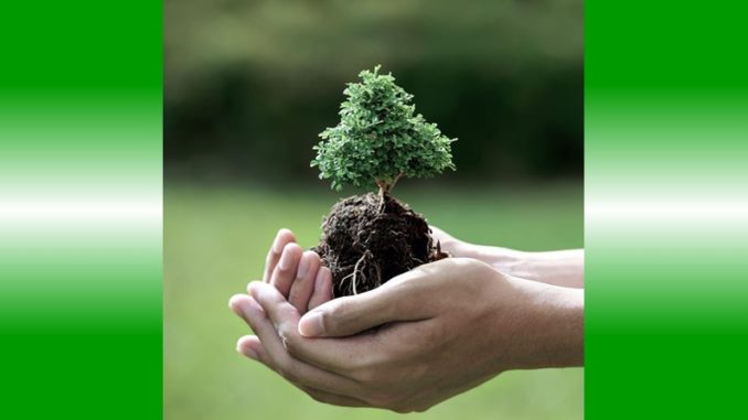 Trees 1000 Foundation