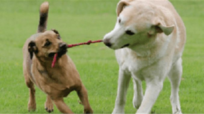 Off Leash Dogs