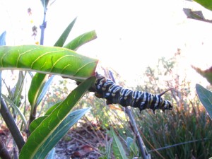 Caterpillar Stage - Maxim Ratnikov 3  