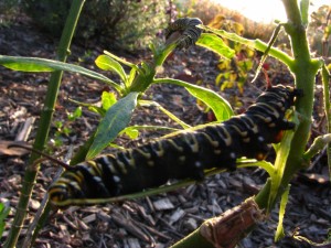 Caterpillar Stage - Maxim Ratnikov 6  