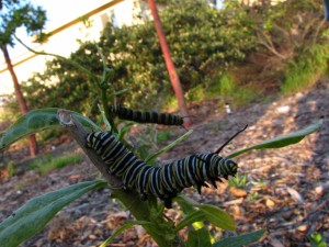 Caterpillar Stage - Maxim Ratnikov 7  