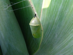 Chrysalis Stage 2   