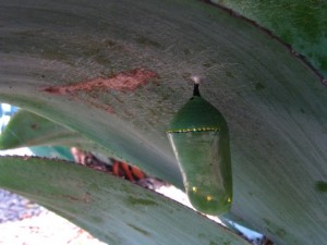 Chrysalis Stage 6   