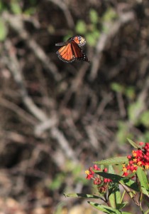 Doyle Butterfly Garden 2 