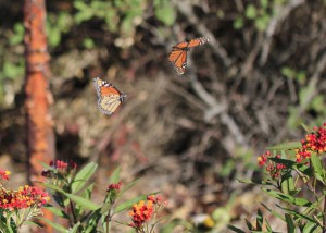 Doyle Butterfly Garden 3 