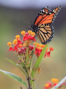 Doyle Butterfly Garden 4 