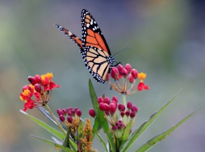 Doyle Butterfly Garden 5 