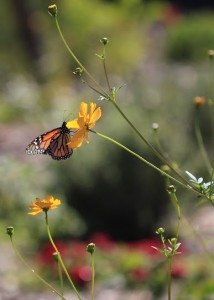 Doyle Butterfly Garden 6 